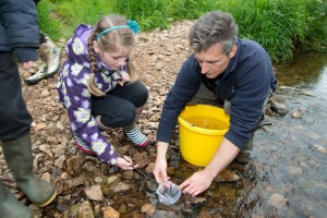 The salmon fry were released into the river.